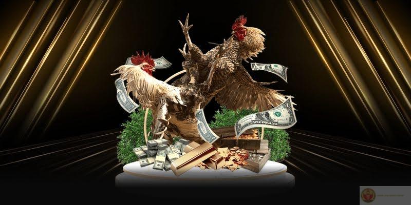 Tổng quan về chuyên mục đá gà NK88